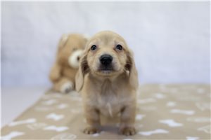 Brewskie - Dachshund for sale