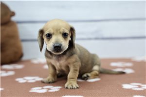 Sutton - puppy for sale