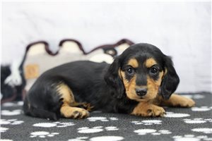 Zinnia - Tweenie Dachshund for sale