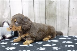 Minnie - Dachshund for sale