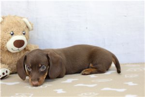 Everett - Dachshund for sale