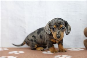 Kristine - puppy for sale
