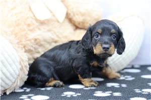 Penny - puppy for sale