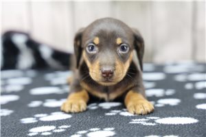 Mallory - puppy for sale