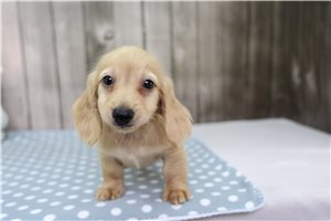 Brewskie - Dachshund for sale