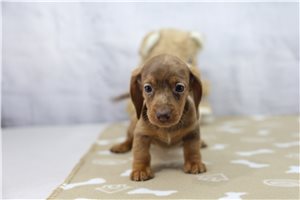 Dimples - puppy for sale