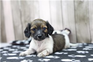 Daisy - Dachshund for sale
