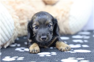 Pepper - Dachshund, Mini for sale