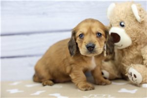 Felicity - puppy for sale