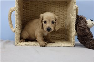 Rita - Dachshund for sale