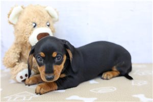 Elsie - Dachshund for sale