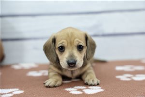 Sadie - Dachshund, Tweenie for sale