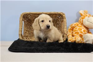 Roland - Dachshund for sale