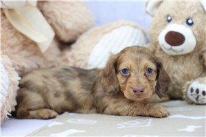 Max - puppy for sale