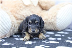 Darcy - Dachshund for sale