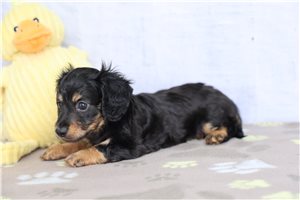 Darcy - Dachshund for sale