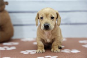 Shiloh - puppy for sale