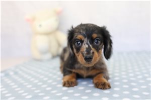 Annie - Dachshund for sale