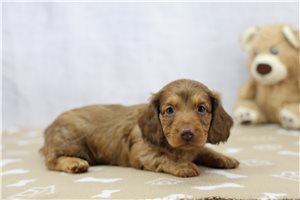 Mack - Dachshund, Tweenie for sale