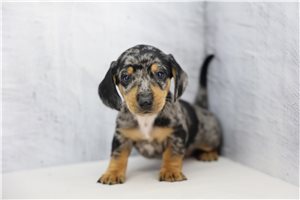 Kole - Tweenie Dachshund for sale