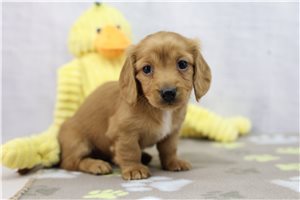 Felicity - Dachshund, Tweenie for sale