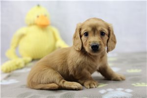 Fauna - Dachshund, Tweenie for sale