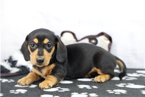Zachariah - Tweenie Dachshund for sale