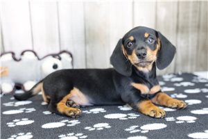 Irving - Dachshund for sale