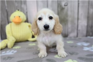 Beauty - Dachshund for sale
