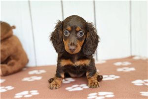 Dottie - Dachshund for sale