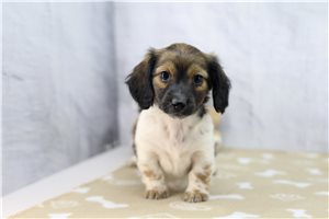 Daisy - Dachshund for sale