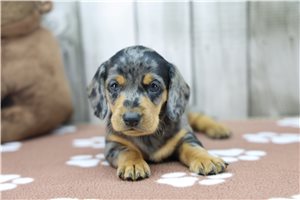 Eddy - puppy for sale