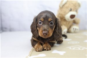 Dottie - puppy for sale