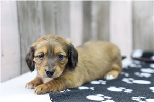 Drue - Dachshund for sale