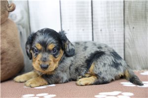 Edgar - puppy for sale