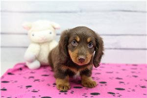 Minnie - Dachshund for sale