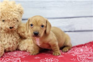 Angus - Dachshund, Mini for sale