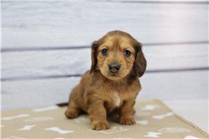 Fern - Dachshund, Tweenie for sale