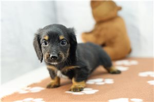 Kourtney - puppy for sale