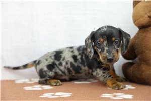 Kingston - puppy for sale