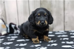 Mouse - puppy for sale