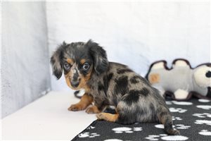 Annie - Dachshund for sale
