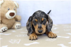 Eddy - Dachshund for sale