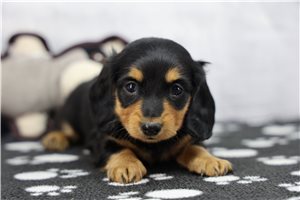 Zariah - Dachshund, Tweenie for sale