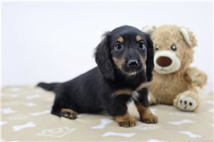 Kourtney - Dachshund, Tweenie for sale