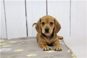 Sullivan - Dachshund, Tweenie for sale