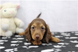 Evangeline - Dachshund, Tweenie for sale