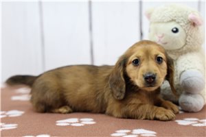 Fern - Dachshund, Tweenie for sale