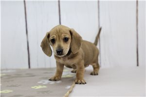 Sadie - Dachshund, Tweenie for sale