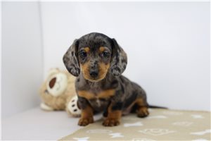 Kristine - Dachshund, Tweenie for sale